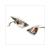 CLIGNOTEUR PEUGEOT SPEEDFIGHT2 LEXUS ARRIERE SET