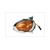 BLINKER GLAS KYMCO PEOPLE 99 L.V. CE